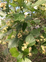 Crataegus chrysocarpa phoeniceoides