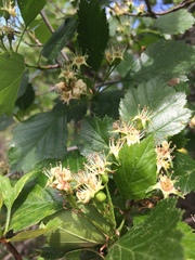 Crataegus chrysocarpa phoeniceoides
