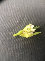 Crataegus chrysocarpa phoeniceoides