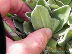 Helichrysum ecklonis