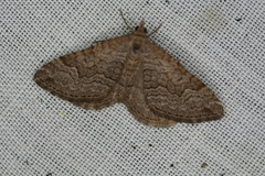 Chrysolarentia