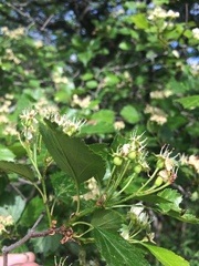 Crataegus chrysocarpa phoeniceoides