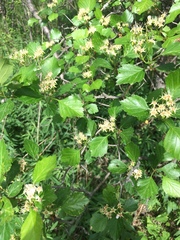 Crataegus chrysocarpa phoeniceoides