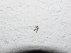 Phlebotominae