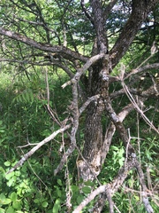 Crataegus chrysocarpa phoeniceoides