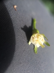 Crataegus chrysocarpa phoeniceoides