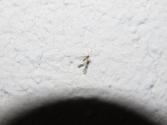 Phlebotominae
