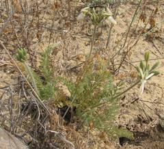 Pelargonium rapaceum