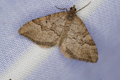 Chrysolarentia