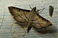 Marasmia cochrusalis