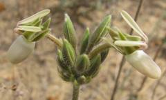 Pelargonium rapaceum