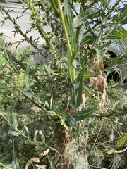 Cirsium vulgare