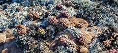 Conophytum minusculum