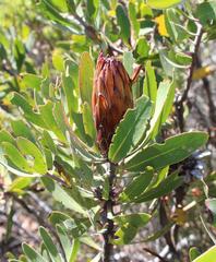 Protea obtusifolia
