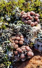 Conophytum minusculum
