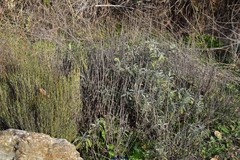 Osyris alba