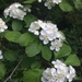 Crataegus punctata - Photo ללא זכויות יוצרים, uploaded by Étienne Lacroix-Carignan