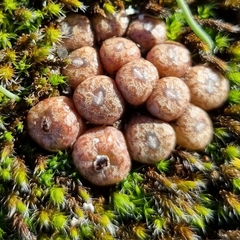 Conophytum minusculum