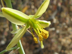 Albuca vittata