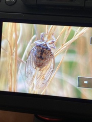 Cicada barbara lusitanica