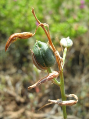 Albuca vittata
