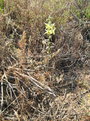 Albuca vittata