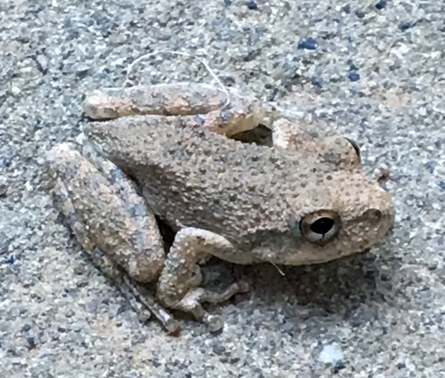 iNaturalist observation photo of California Tree Frog