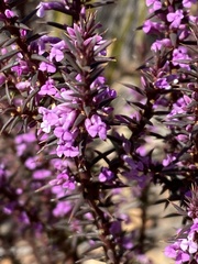 Muraltia juniperifolia