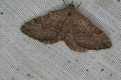 Chrysolarentia