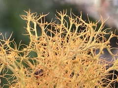 Teloschistes inflatus