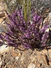 Muraltia juniperifolia