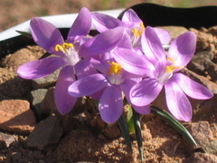 Syringodea saxatilis