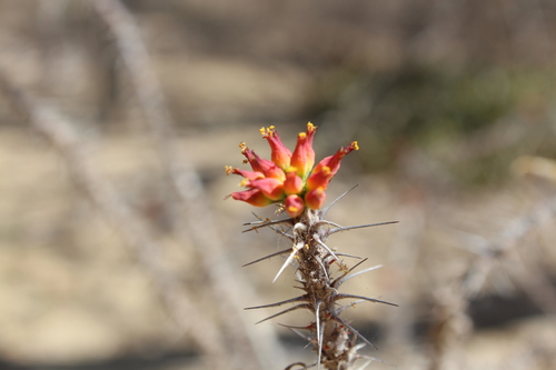 Euphorbia kondoi