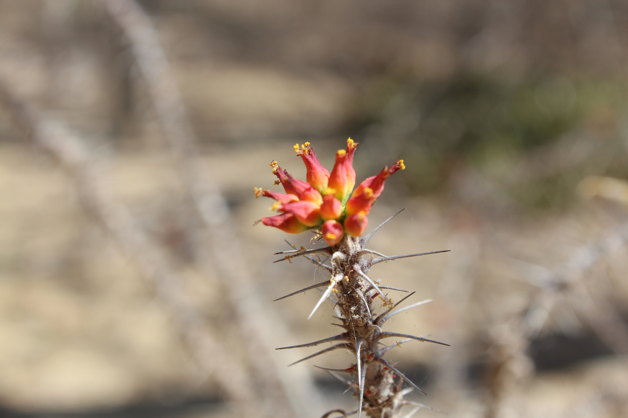 Euphorbia kondoi