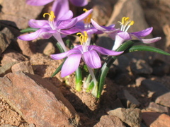 Syringodea saxatilis