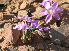 Syringodea saxatilis