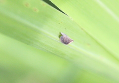 Lophops carinata