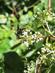 Pygodasis quadrimaculata