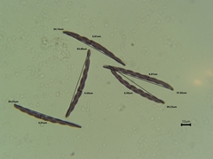Geoglossum difforme