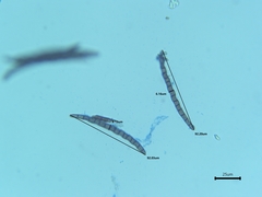 Geoglossum difforme