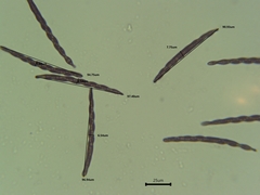 Geoglossum difforme