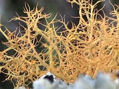 Teloschistes inflatus