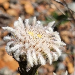 Phylica pustulata
