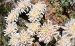Phylica pustulata
