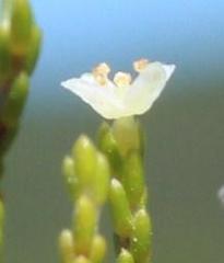 Lachnaea