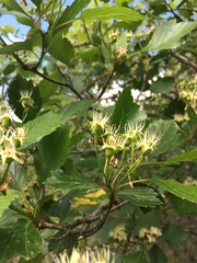 Crataegus chrysocarpa phoeniceoides
