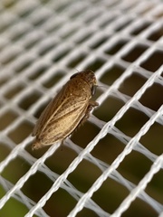 Aphrodinae