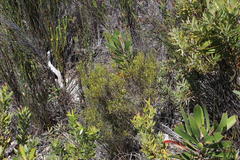 Lachnaea