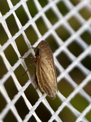 Aphrodinae