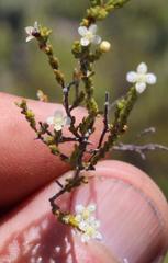 Lachnaea